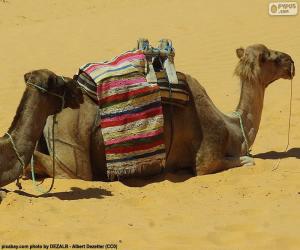 Puzzle Καμήλες ανάπαυσης